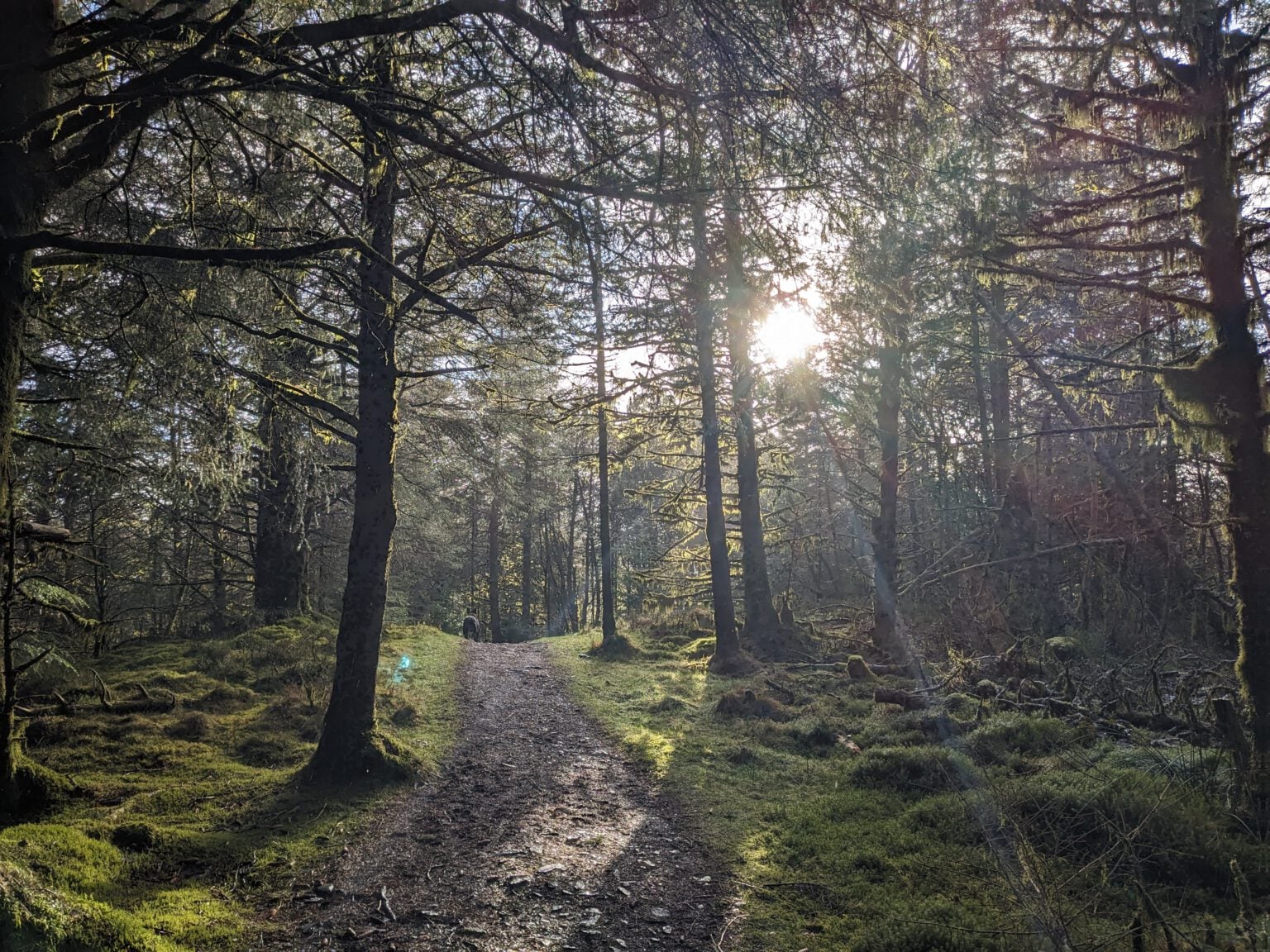 Low winter sun breaking through tall conifers above a mossy forest track